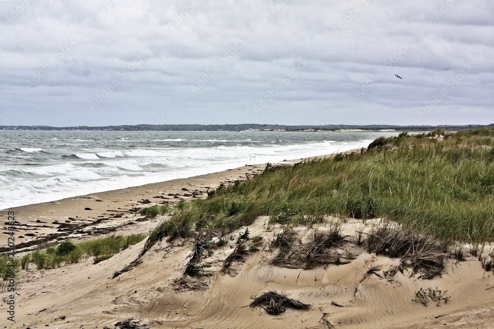 Beach in New England.Named for the beach plums that grew across its sand dunes, Beach in New England.Named for the beach plums that grew across its sand dunes,
