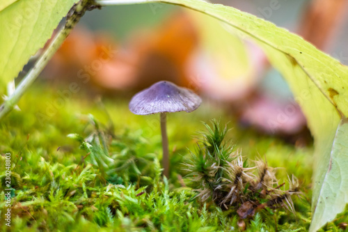 a close-up shot of a mushroom on green moss