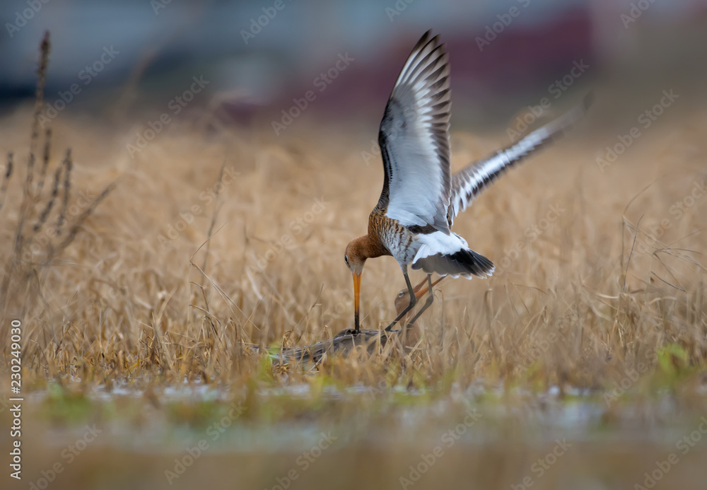 Obraz premium Black-tailed godwits in severe combat in air and on the ground at spring in fields 