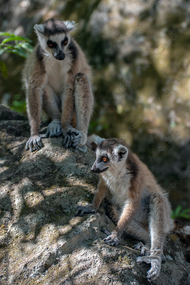 Obraz premium Ring Tailed Lemur kata ,Close up Ring-tailed lemur, Madagascar