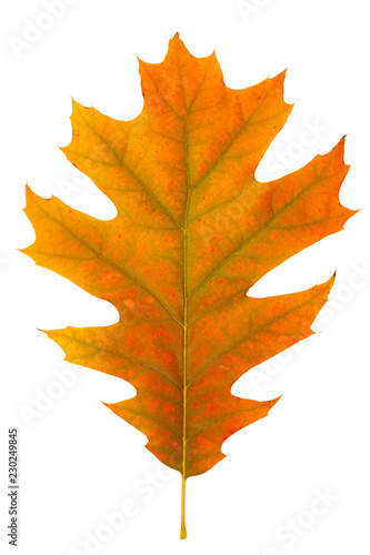 single dry multicolored oak leaves