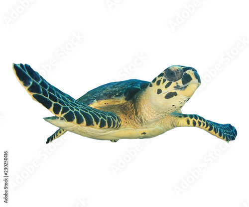 Hawksbill Sea Turtle isolated on white background   