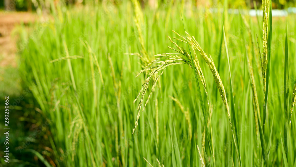Green ear of rice in paddy rice field Green ear of rice in paddy rice field