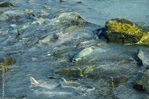 Salmon fish swimming up the river, Alaska