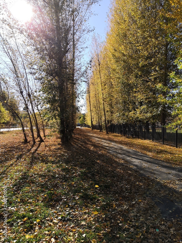 Fototapeta premium dav