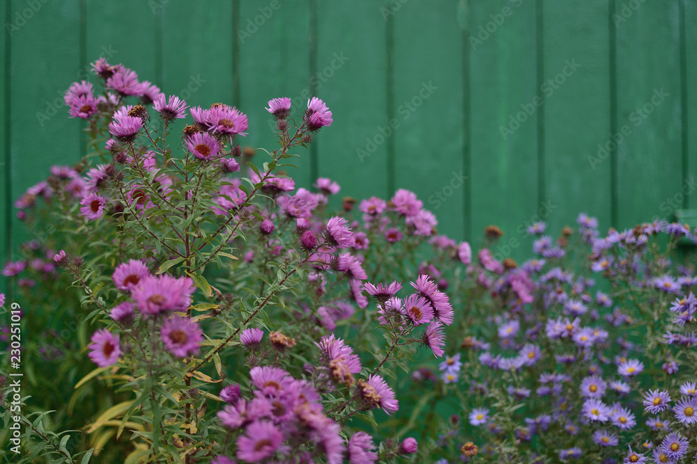 Fototapeta premium Symphyotrichum novi-belgii asters on a vintage green wooden background