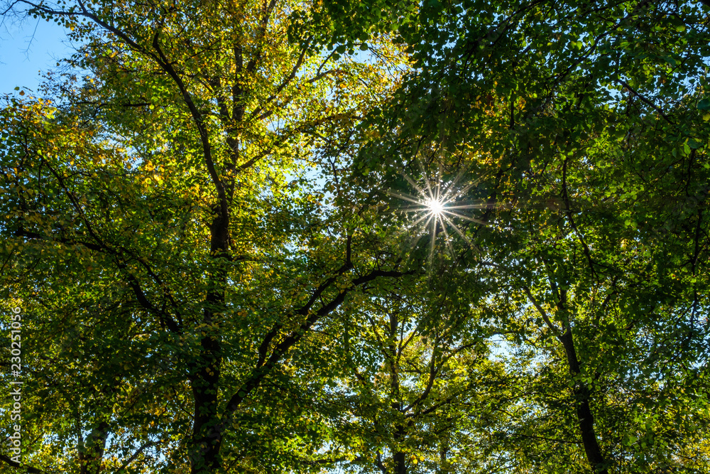Fototapeta premium Bäume Laubbäume Blätter grün mit Sonnenstrahlen