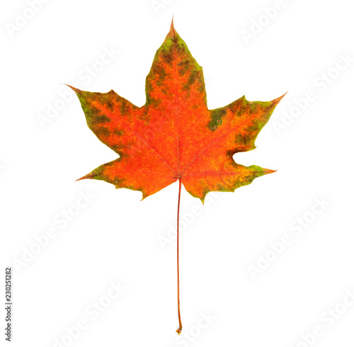 red maple leaf bright on white background