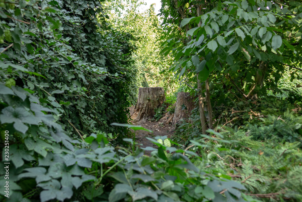 Fototapeta premium 2 Baumstümpfe