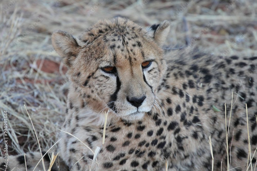 Naklejka premium Namibian Wildlife