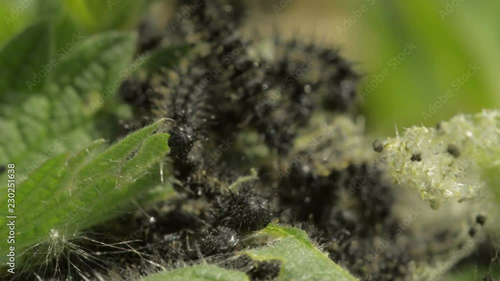 Group of young caterpillars Aglais (probably small tortoiseshell ) eating nettle in a garden. Close up of caterpillars, sunny day, Europe. Group of young caterpillars Aglais (probably small tortoiseshell ) eating nettle in a garden. Close up of caterpillars, sunny day, Europe.
