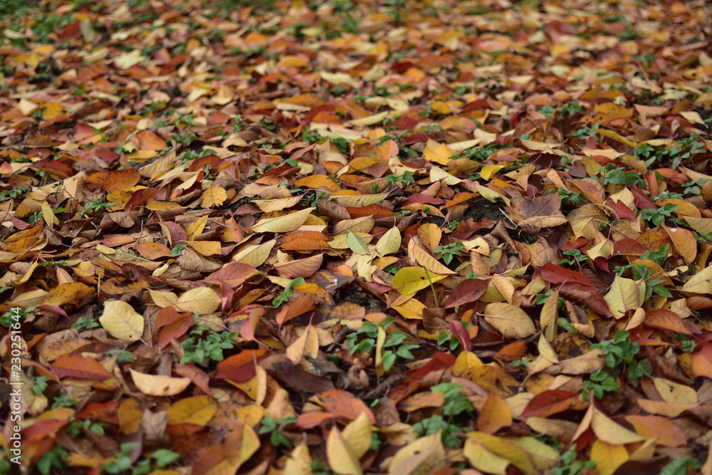 colorful autumn leaves colorful autumn leaves