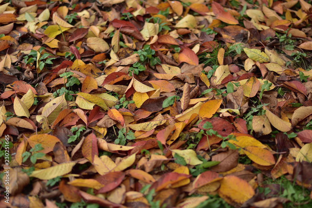 autumn leaves background autumn leaves background