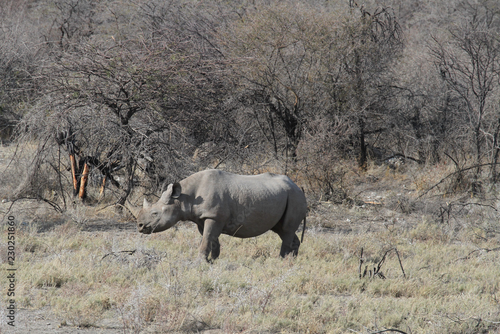 Namibian Wildlife Namibian Wildlife