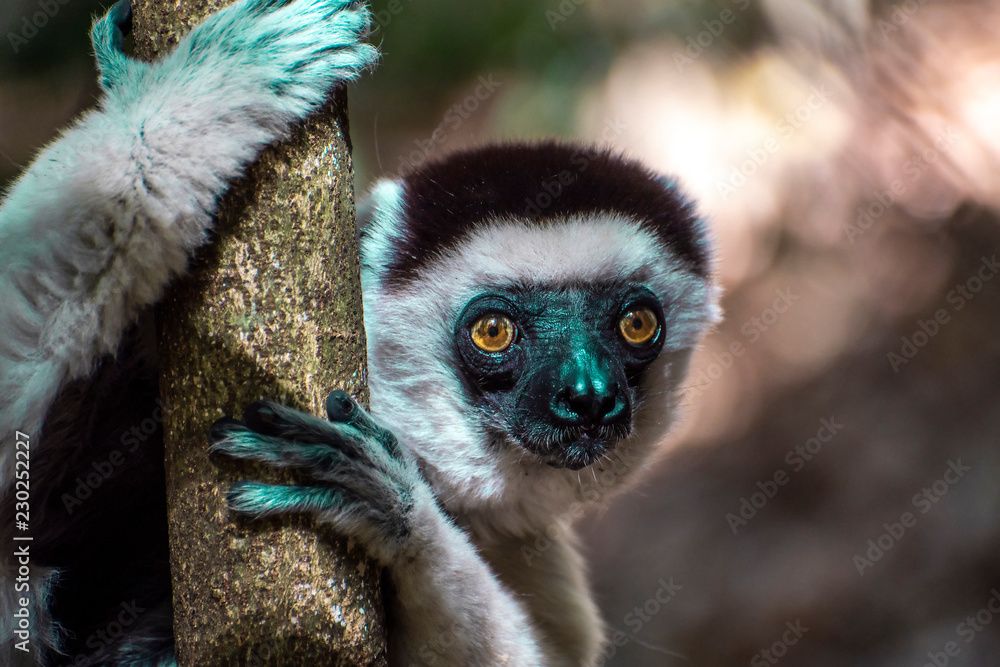 Fototapeta premium Dziki lemur sifaka (Verreaux sifaka), portret, endemiczny, rzadki, andangered, Madagaskar.