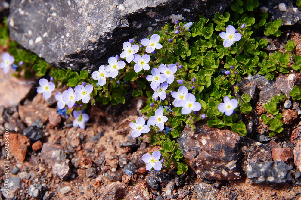 Fototapeta premium MounMountain, blue flowers, closeup. In natural conditions.tain, blue flowers, closeup. In natural conditions.