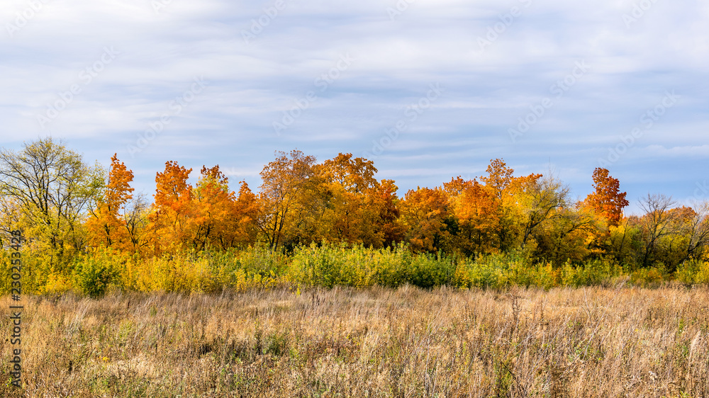 Blue sky, autumn trees, meadow