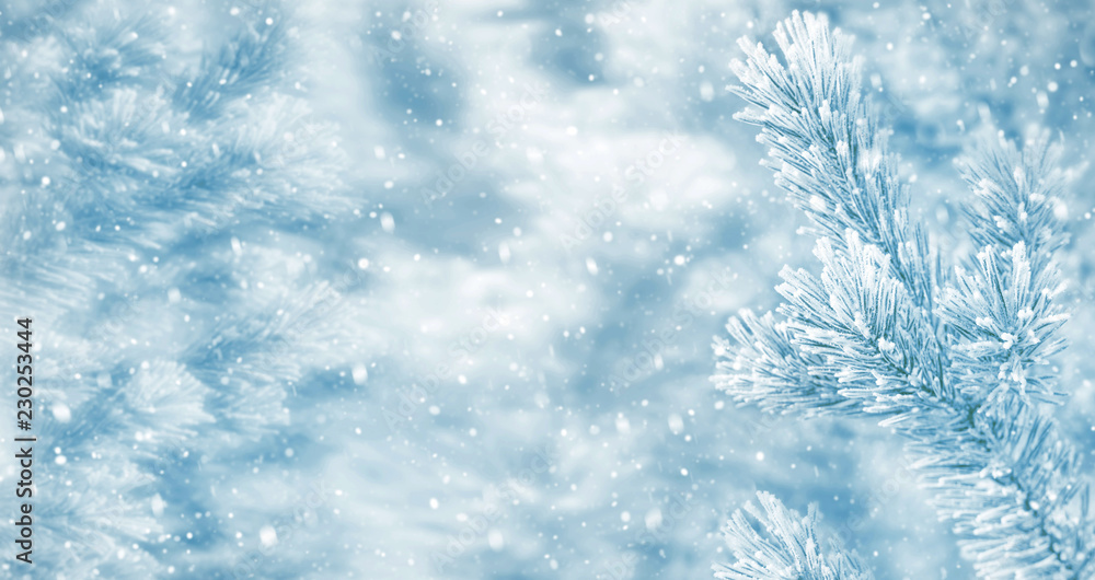 Winter bright background with snowy pine branches Winter bright background with snowy pine branches