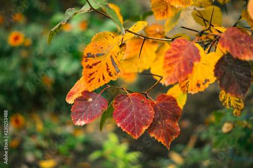 beautiful leaves in autumn colors