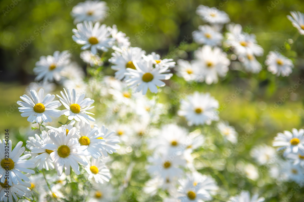 White flower blooming. White flower blooming.