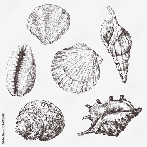 Hand drawn vector illustrations - collection of seashells. Marine set.