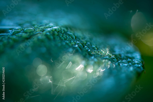 macro leaf / droplets 2