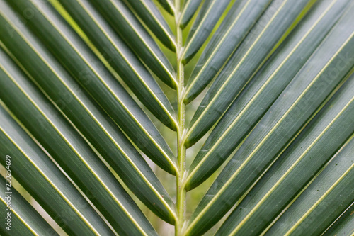 green coconut leaf pattern , tropical plant background .
