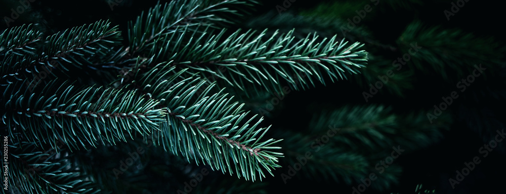 Christmas Background with beautiful green pine tree brunch close up. Copy space.. Christmas Background with beautiful green pine tree brunch close up. Copy space..