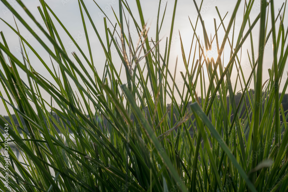 太陽・夕焼け・草・影