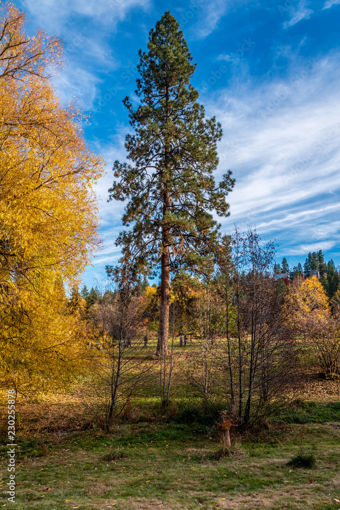 Fototapeta premium Autumn scenery at Finch Arboretum, Spokane, Washington, USA