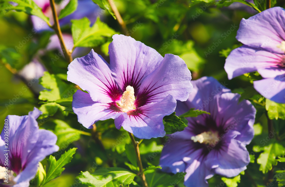 Purple flowers in the garden, summertime outdoor background