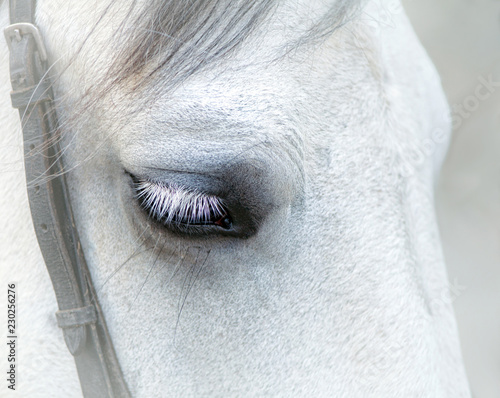 Closeup eye of a white horse with eyelashes on a white background with mane harnesses