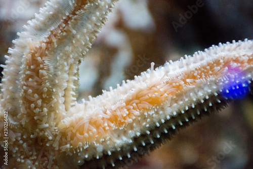 Beautiful starfish stuck suckers to the glass of the aquarium with clean water