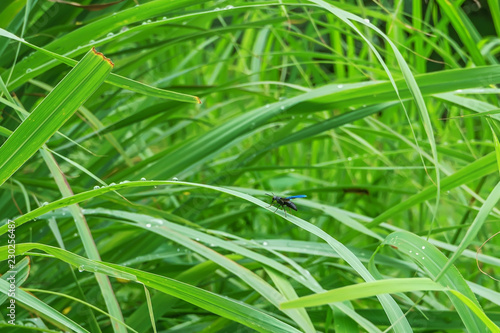 The insect on the grass on a nature background.