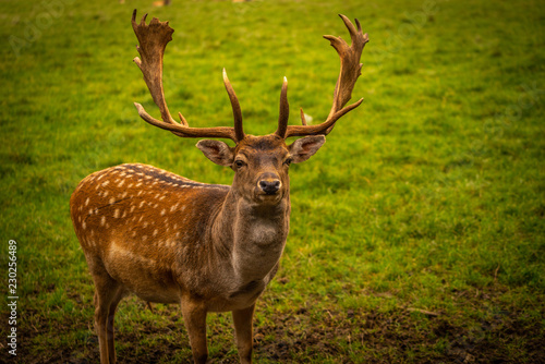 Roe deer grazing © STORM INSIDE PHOTO
