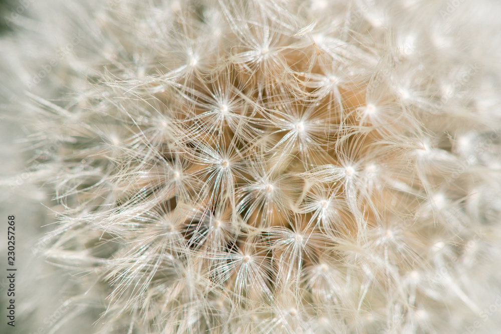 Naklejka premium Makro- fotografia biały dandelion w lecie
