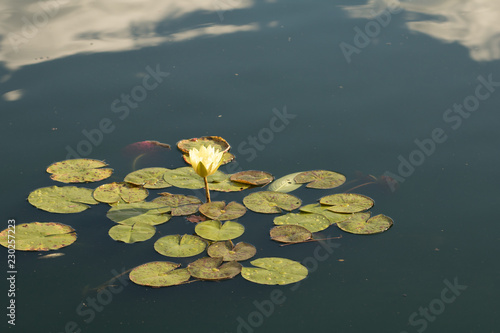 lily pads in the pond