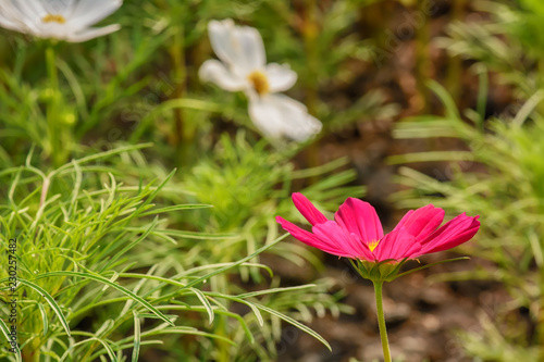 Fototapeta Naklejka Na Ścianę i Meble -  Cosmos is flowering plants in the sunflower family.