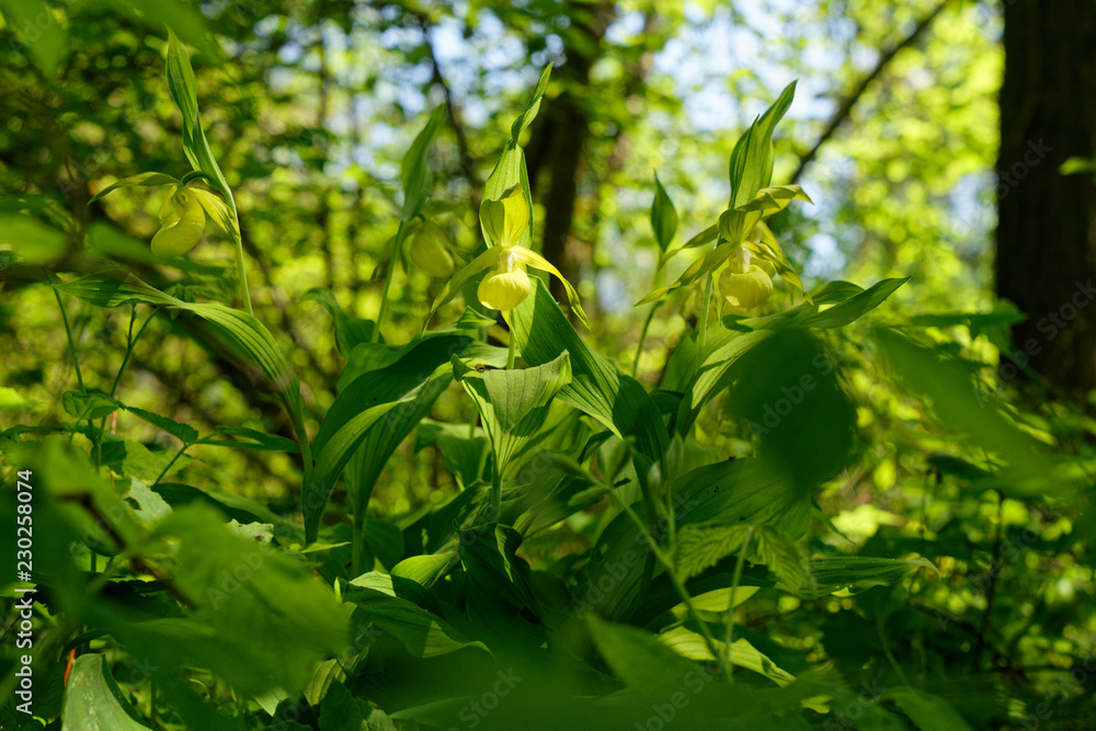 Frauenschuh, Cypripedium calceolus Frauenschuh, Cypripedium calceolus
