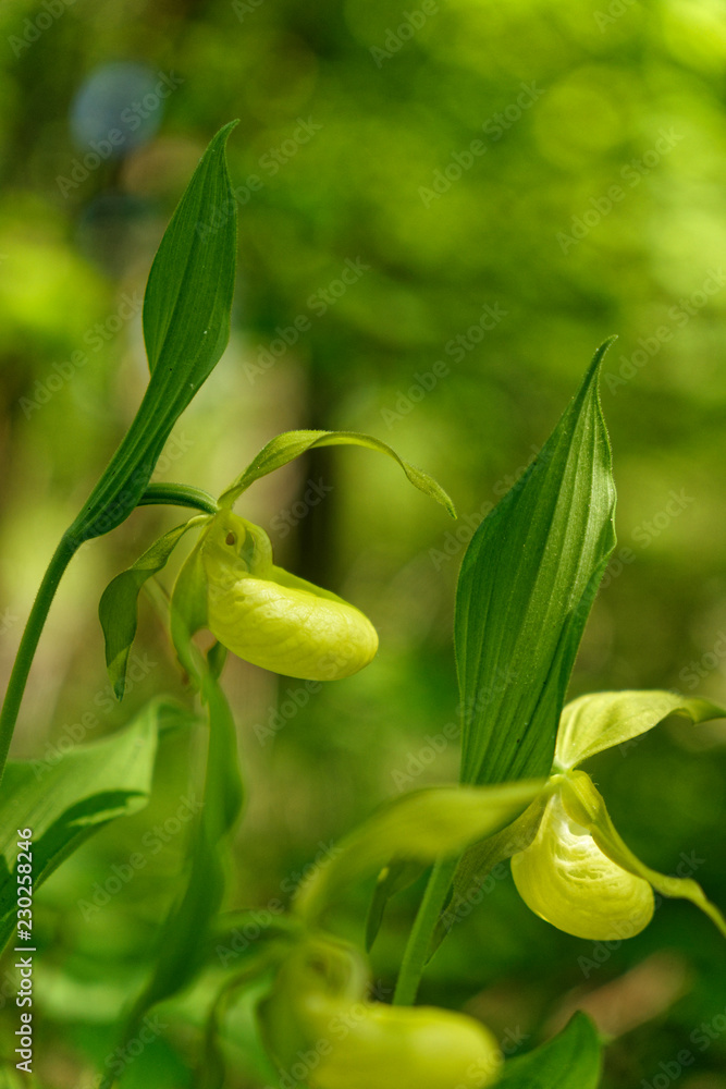 Frauenschuh, Cypripedium calceolus Frauenschuh, Cypripedium calceolus