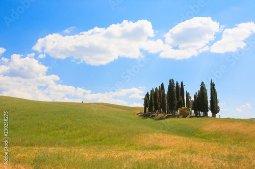 Val d'Orcia cypresses view