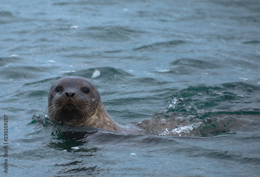 Fototapeta premium Iceland in summer