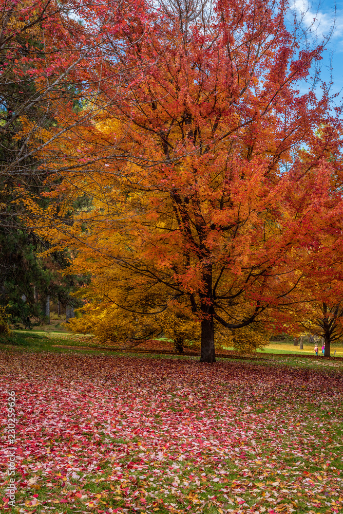 Autumn scenery at Finch Arboretum, Spokane, Washington, USA