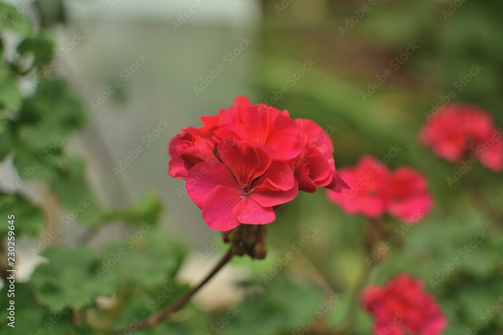 pink geranium flowers in the garden pink geranium flowers in the garden