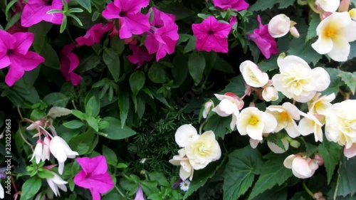 Mirabilis jalappa in parterre: last flowers in the autumn wind photo