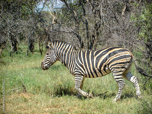 Zebra wandering grassland in South Africa