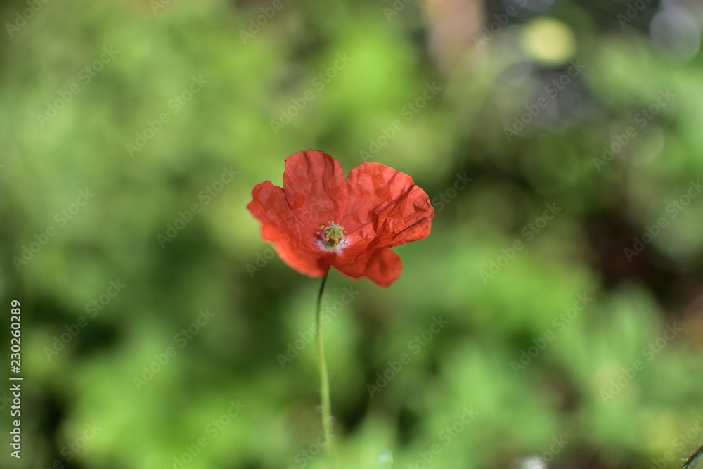 Fototapeta premium Pink flower poppy in the garden