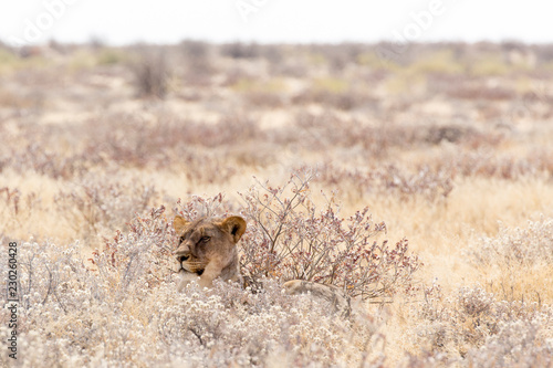 female lion in namibia