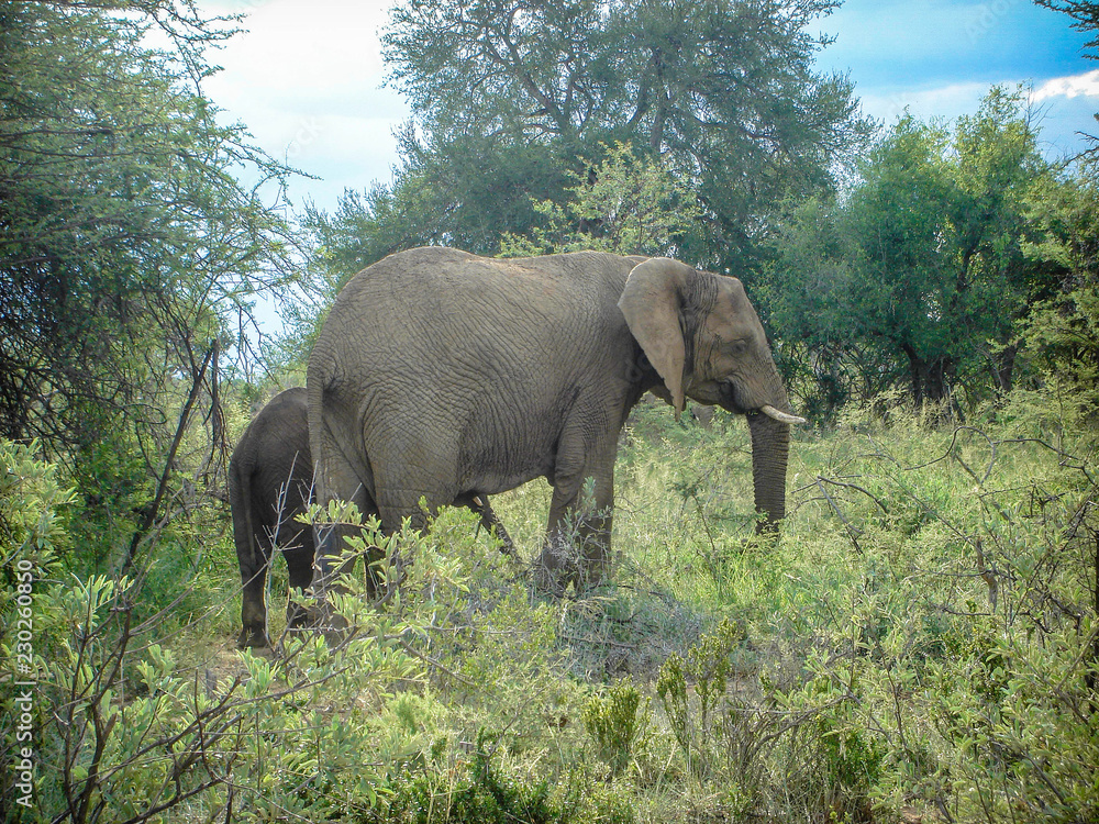 Fototapeta premium Elephant with baby calf eating leaves from trees