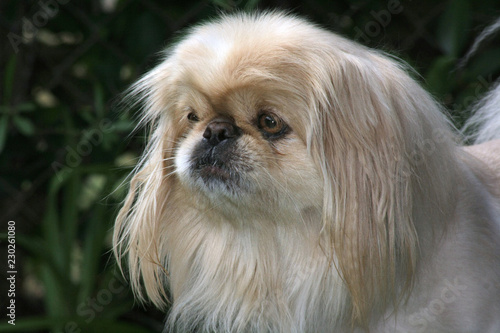 Adorable Pekingese in garden on a sunny day